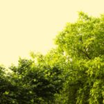 Photo AI Algorithm